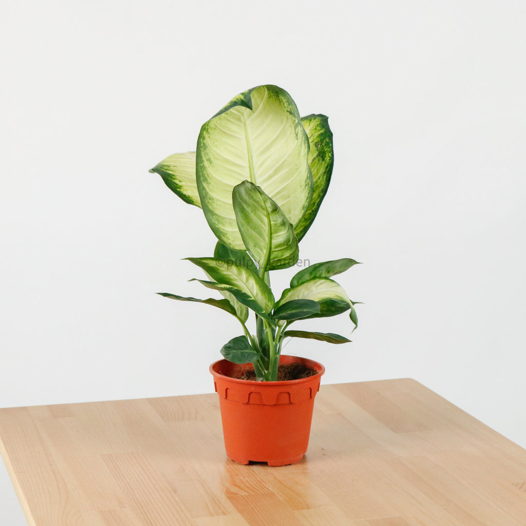 Dieffenbachia 'Summer Style' in Nursery Grow Pot
