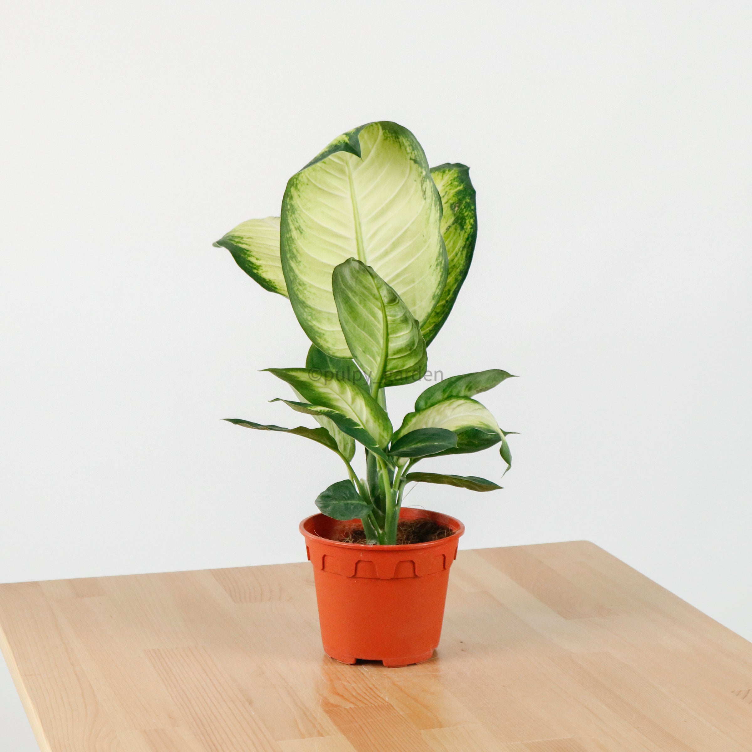 dieffenbachia nursery Dieffenbachia 'Summer Style' in Nursery Grow Pot – Pulpy Garden