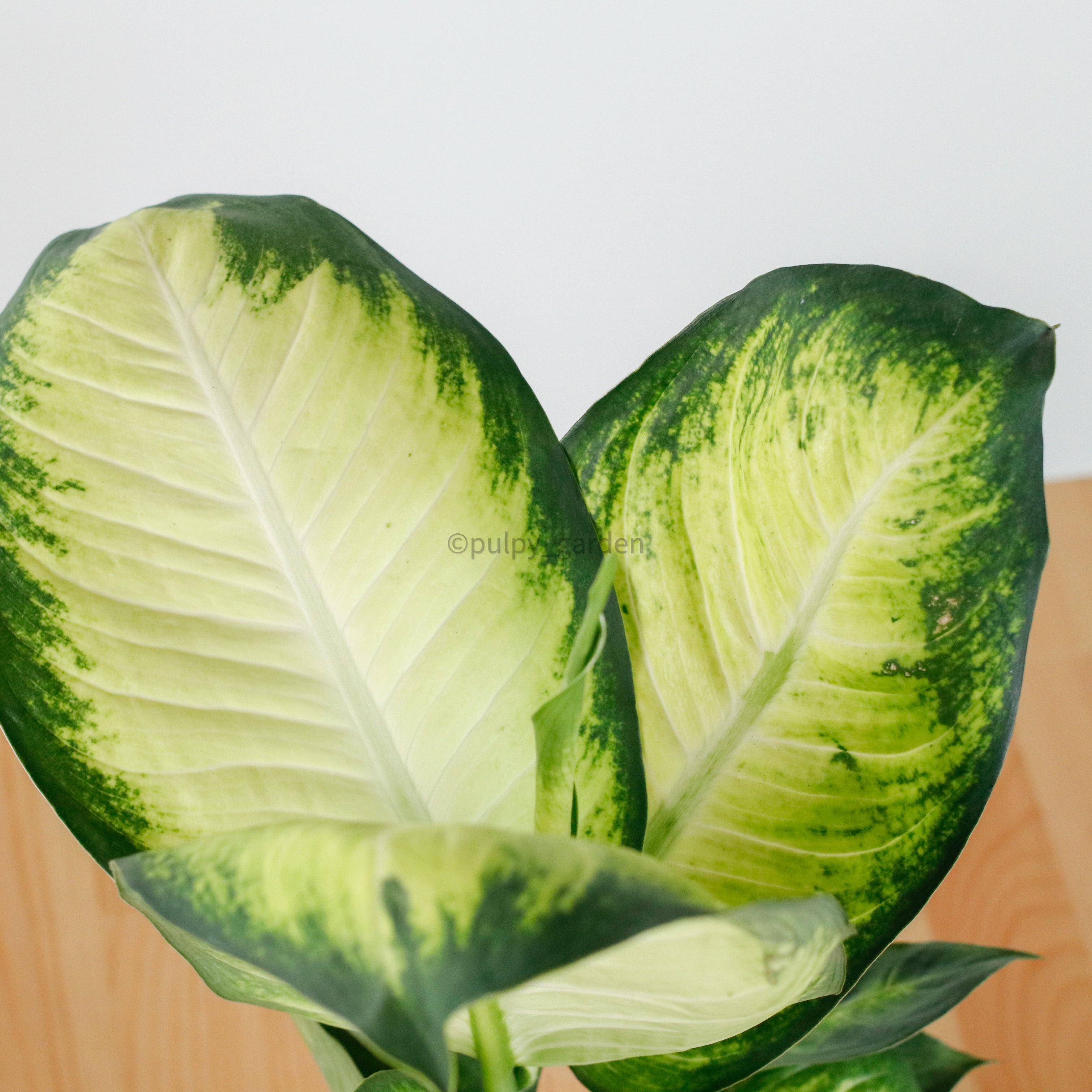 dieffenbachia new leaf Dieffenbachia 'Summer Style' in Nursery Grow Pot – Pulpy Garden