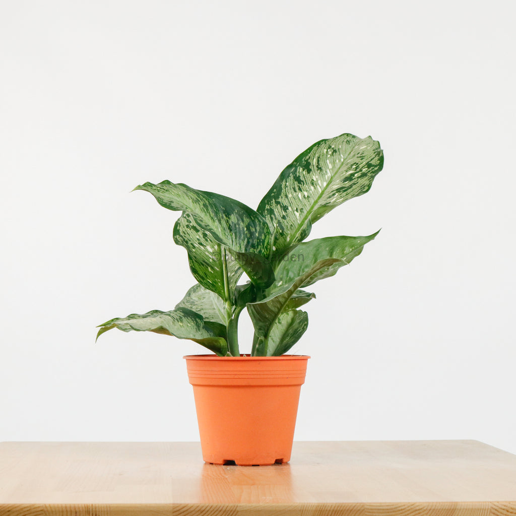 Dieffenbachia Memoria corsii (Small) in Nursery Grow Pot