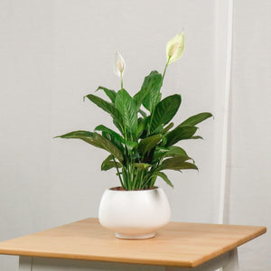 Peace Lily in Potts