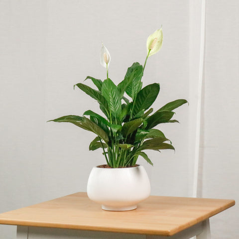 bn781g classic peace lily plant Peace Lily in Potts – Pulpy Garden