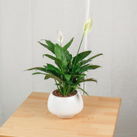 Peace Lily in Potts