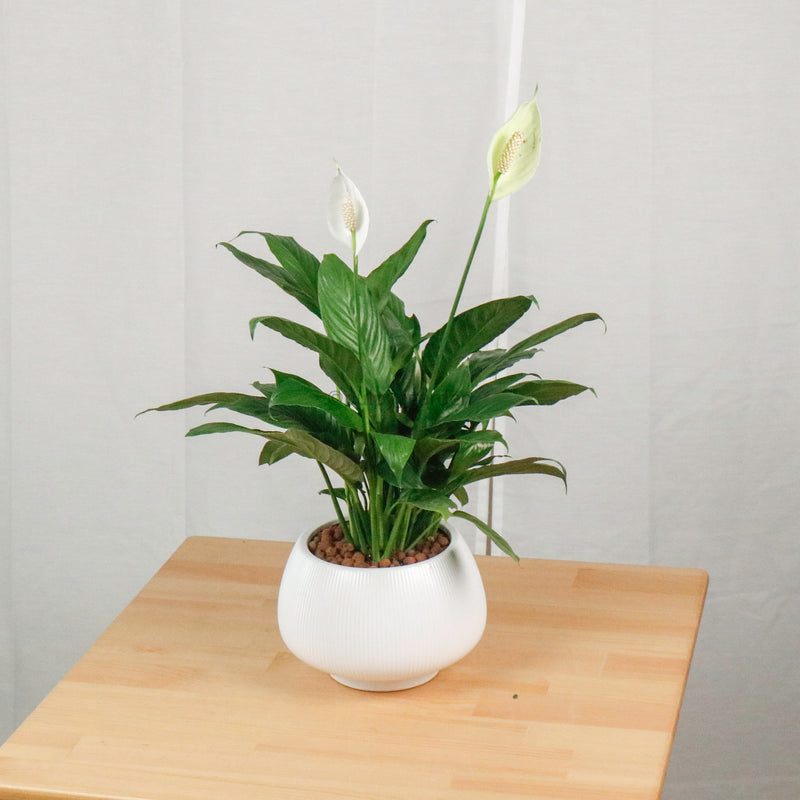 epsom salt peace lily Peace Lily in Potts – Pulpy Garden