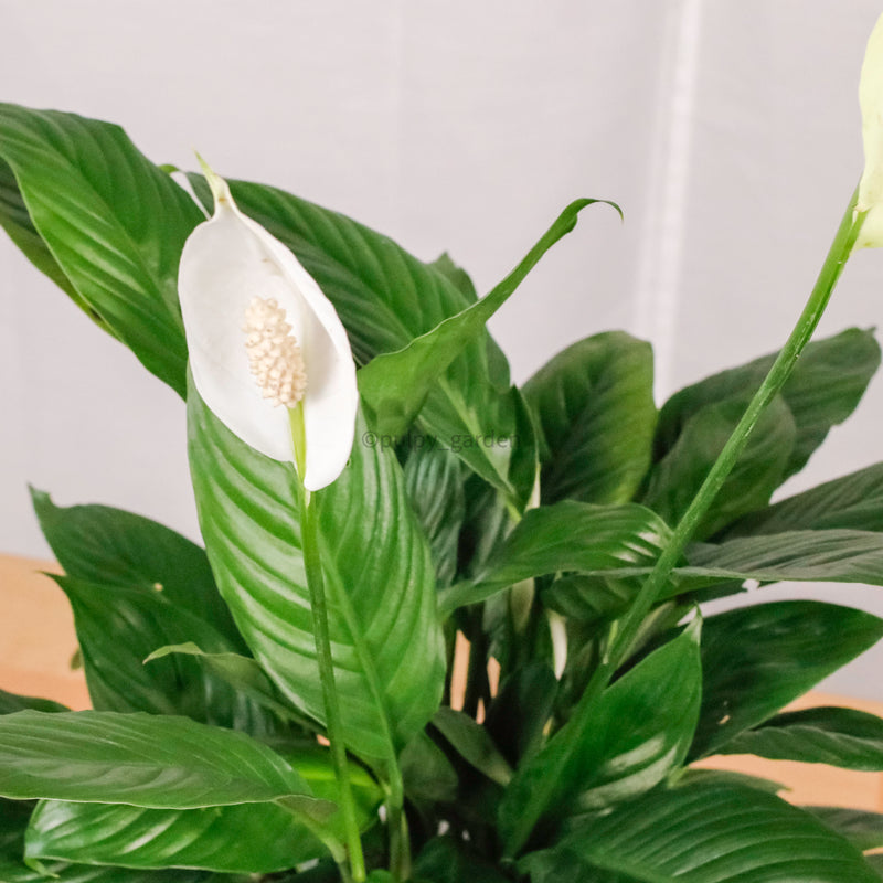 peace lily pups Peace Lily in Potts – Pulpy Garden