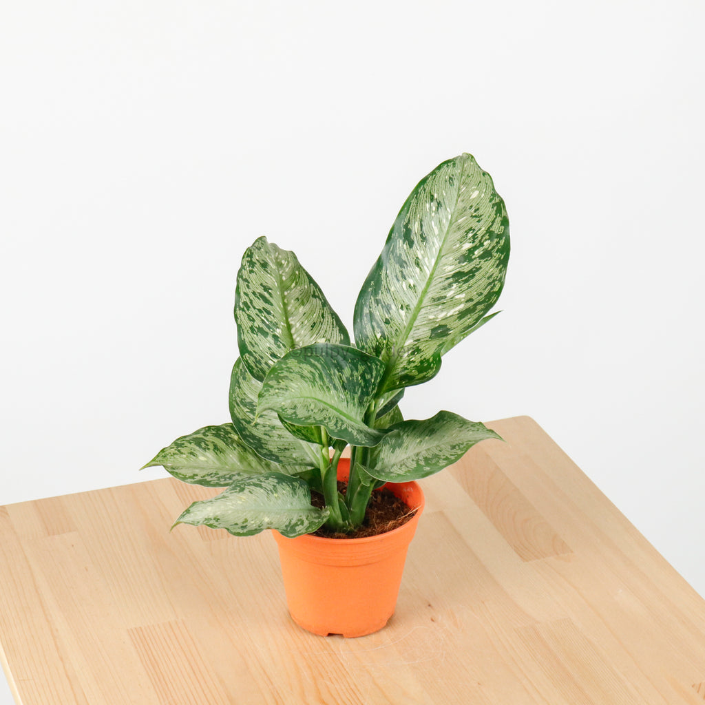 Dieffenbachia Memoria corsii (Small) in Nursery Grow Pot