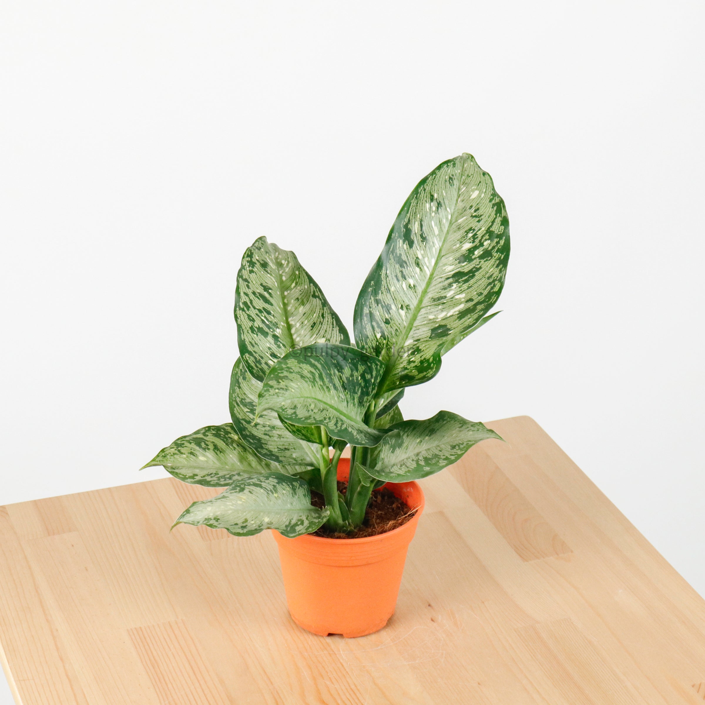 dieffenbachia memoria corsii common name Dieffenbachia Memoria corsii (Small) in Nursery Grow Pot – Pulpy Garden