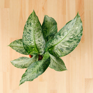 Dieffenbachia Memoria corsii (Small) in Nursery Grow Pot