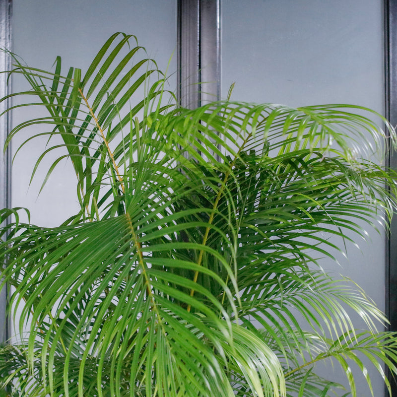 large yellow indoor planter Large Yellow Palm (200cm) in Nursery Grow Pot – Pulpy Garden