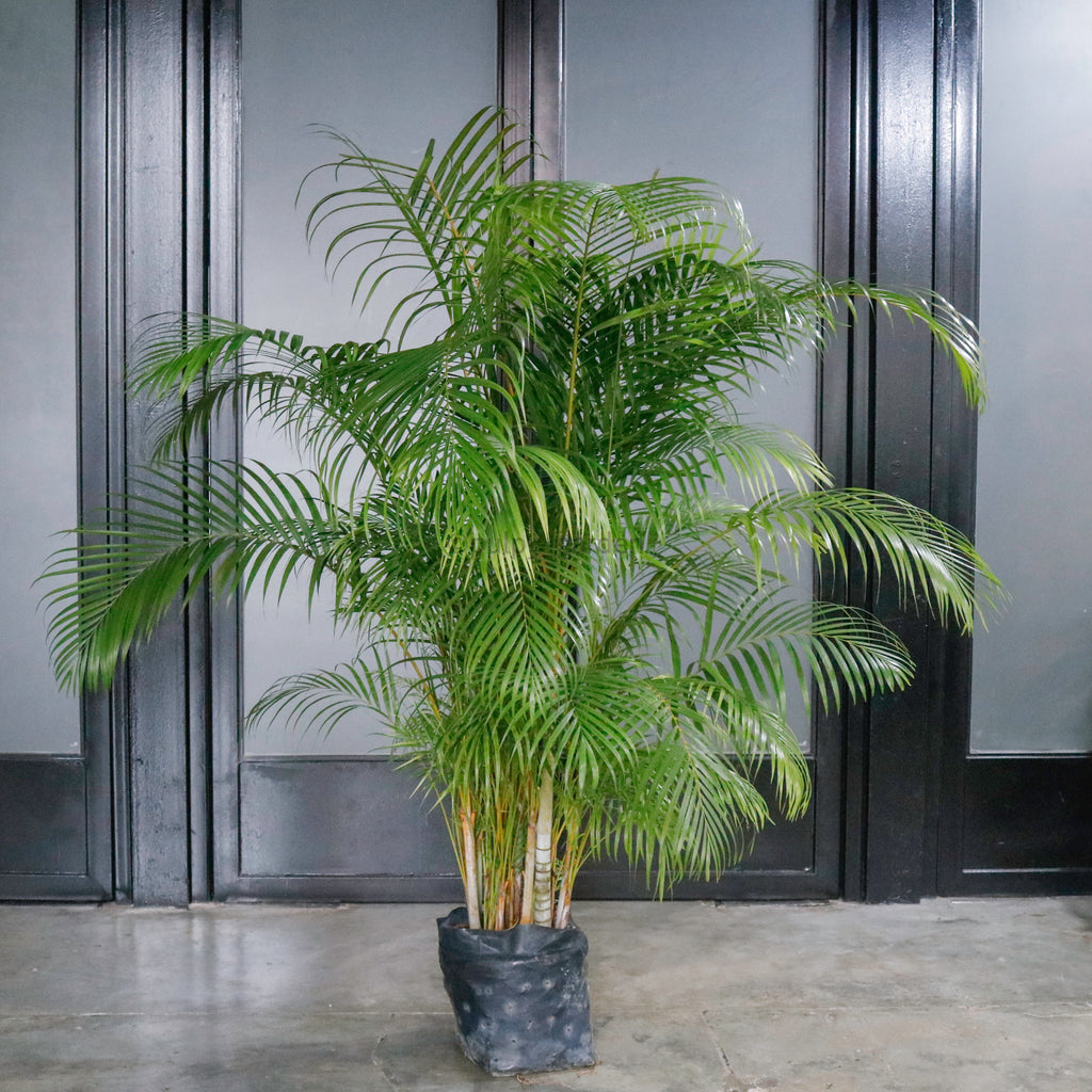Large Yellow Palm (210cm) in Nursery Grow Pot