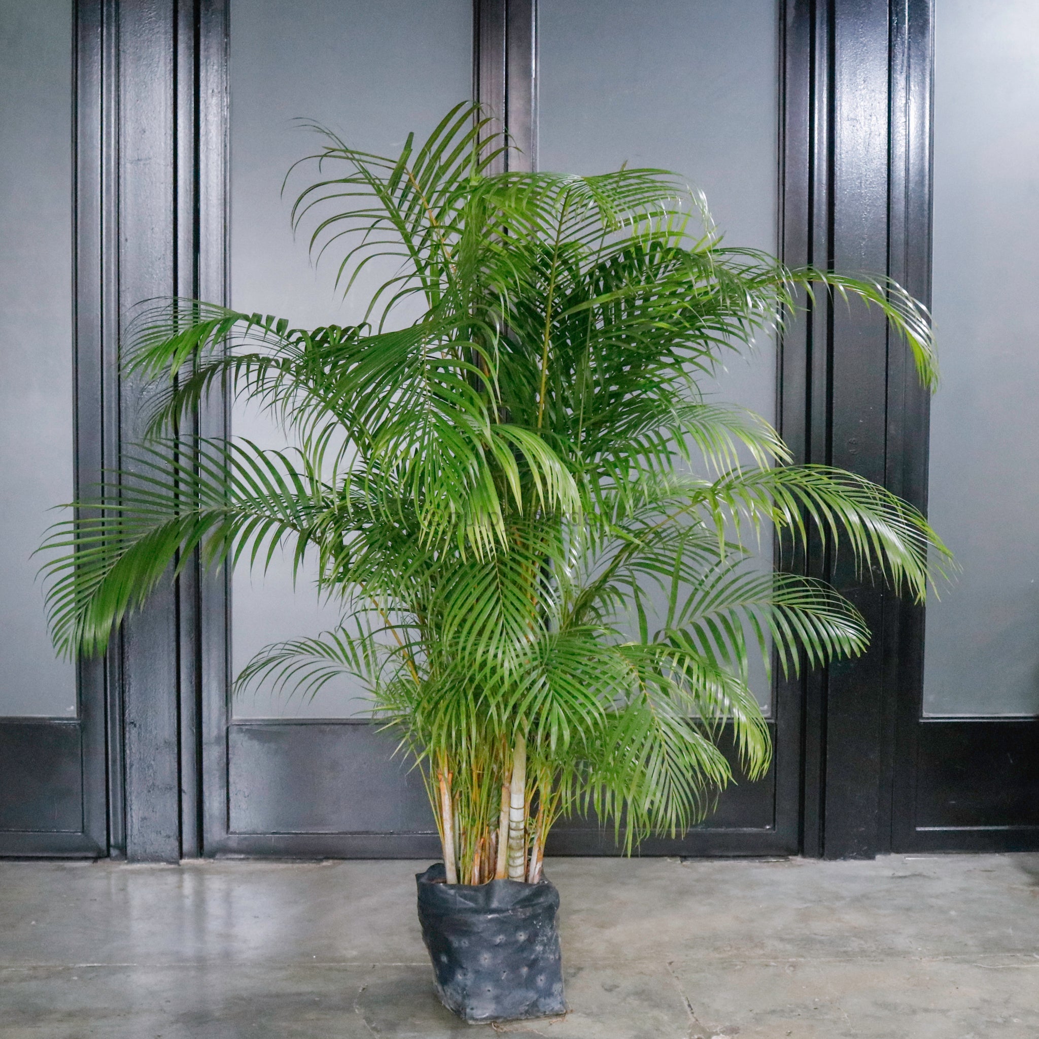 large palm plants Large Yellow Palm (200cm) in Nursery Grow Pot – Pulpy Garden