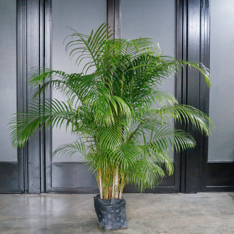 large palm plant Large Yellow Palm (200cm) in Nursery Grow Pot – Pulpy Garden