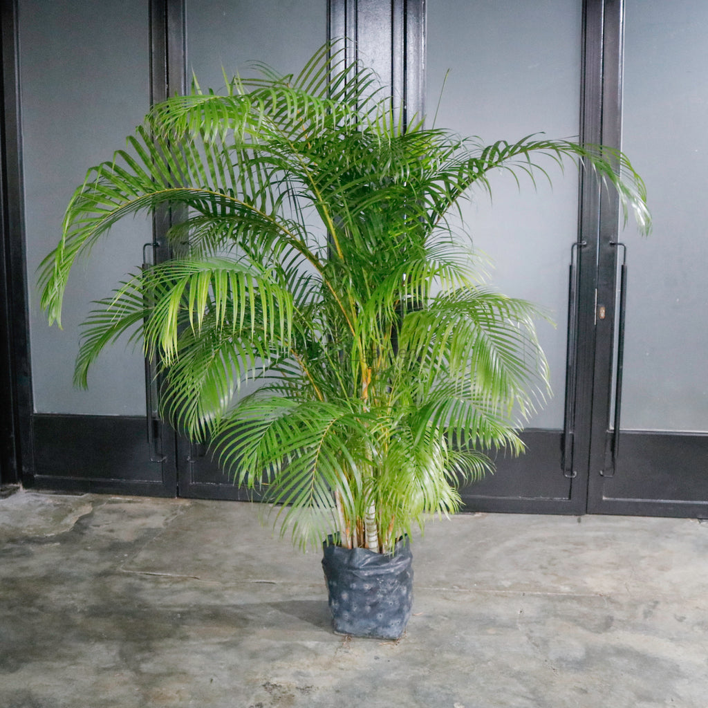 Large Yellow Palm (210cm) in Nursery Grow Pot
