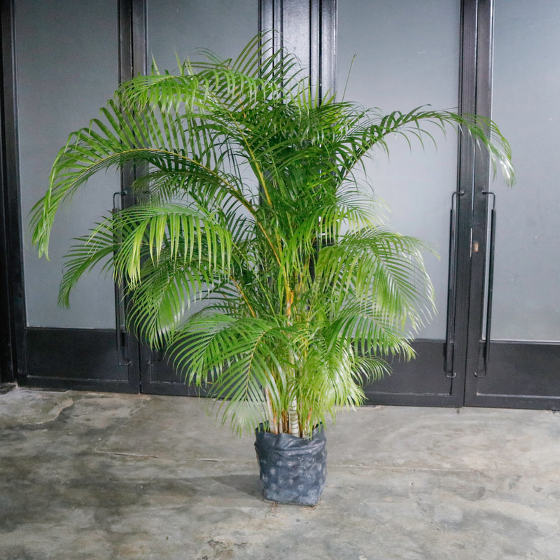 yellow palm indoor plant Large Yellow Palm (200cm) in Nursery Grow Pot – Pulpy Garden