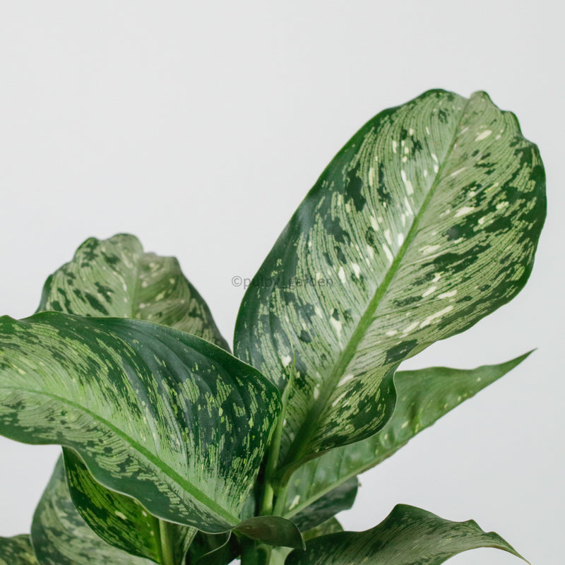 Dieffenbachia Memoria corsii (Small) in Nursery Grow Pot