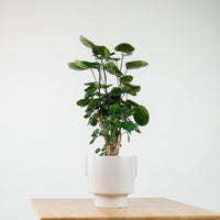 Shield aralia (70cm) in Column
