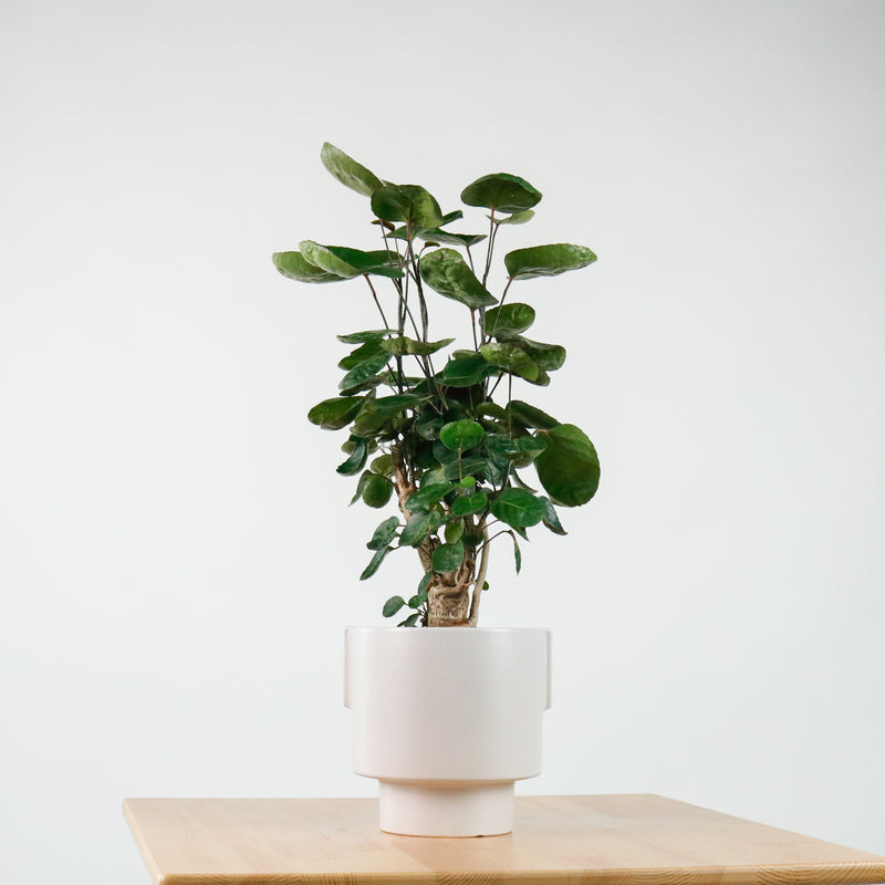 Shield aralia (70cm) in Column