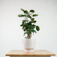Shield aralia (70cm) in Column