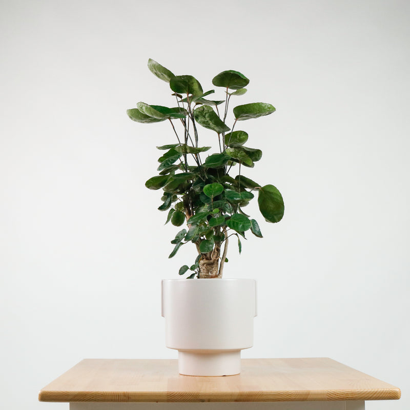 Shield aralia (70cm) in Column