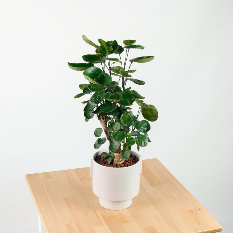 Shield aralia (70cm) in Column