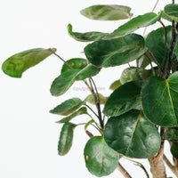 Shield aralia (70cm) in Column
