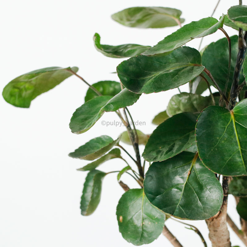 Shield aralia (70cm) in Column