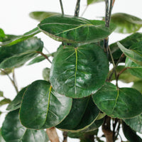 Shield aralia (70cm) in Column