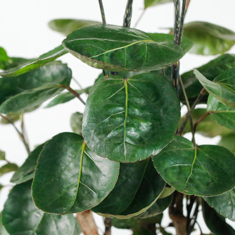Shield aralia (70cm) in Column