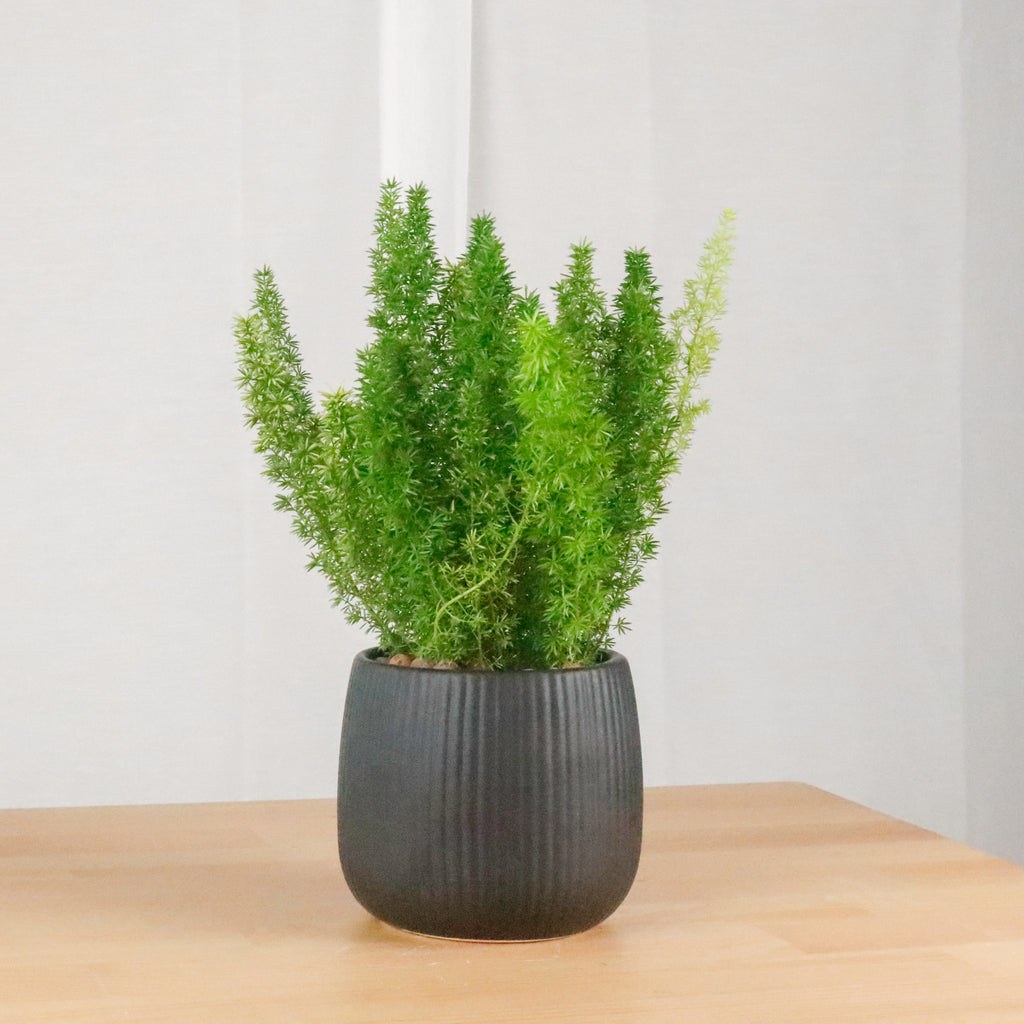Asparagus Densiflorus Myers in Oval Black