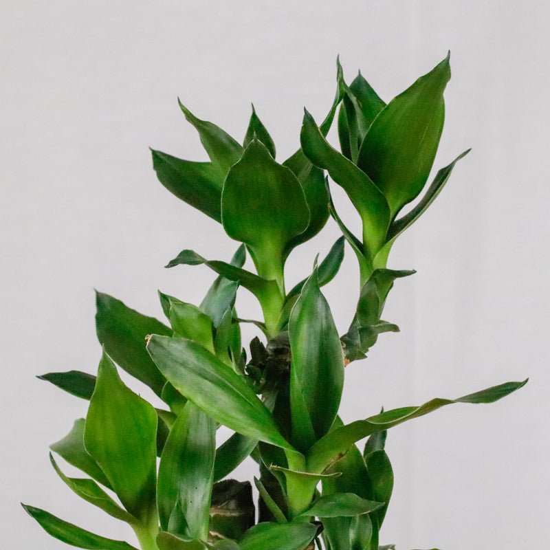 Lucky Bamboo in Large Geometric Marble Planter