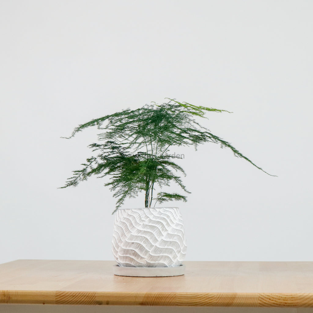 Asparagus Fern in RippleStone