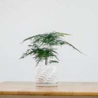 Asparagus Fern in RippleStone