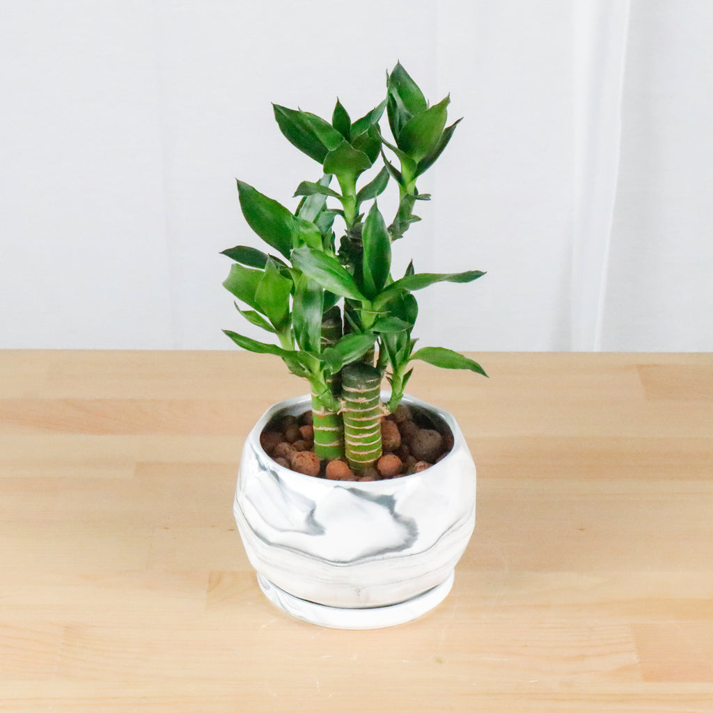 Lucky Bamboo in Large Geometric Marble Planter
