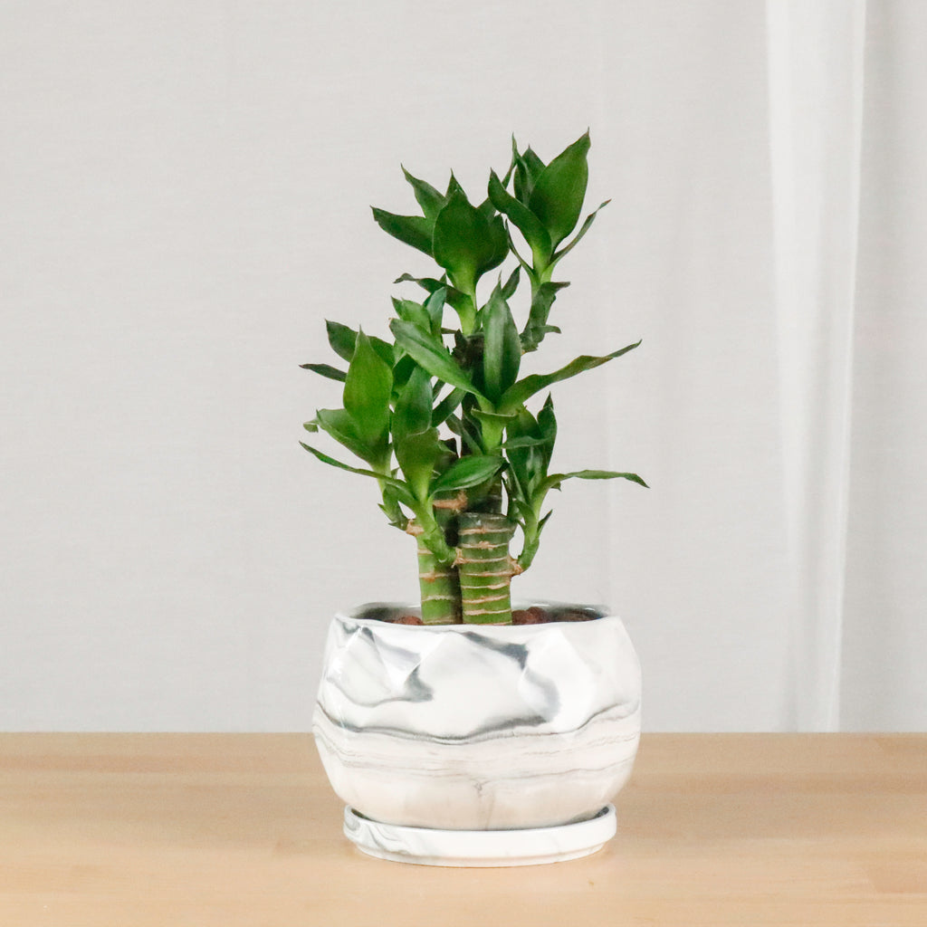 Lucky Bamboo in Large Geometric Marble Planter