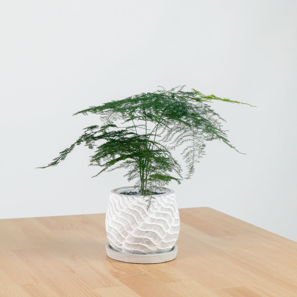 Asparagus Fern in RippleStone
