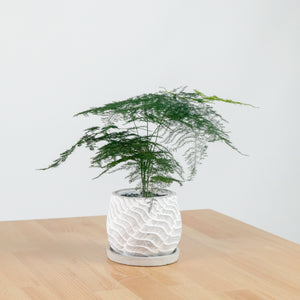Asparagus Fern in RippleStone