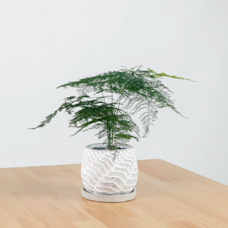 Asparagus Fern in RippleStone
