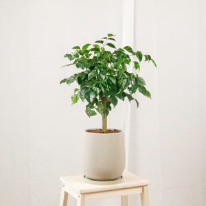 Large China Doll Plant (67cm) in Oval Concrete Planter