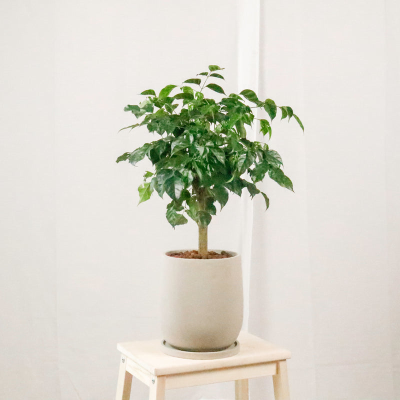 Large China Doll Plant (67cm) in Oval Concrete Planter