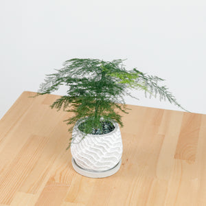 Asparagus Fern in RippleStone