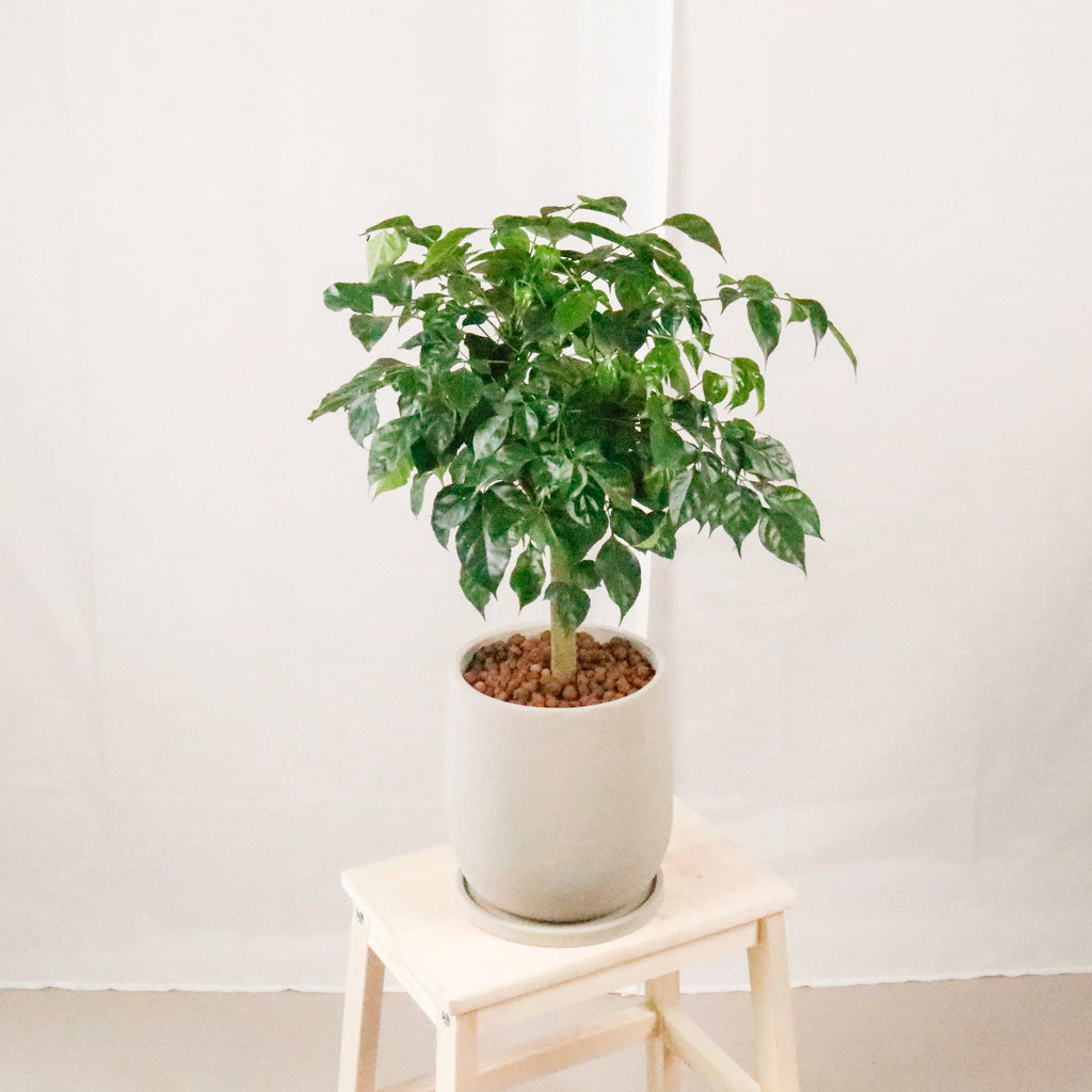 Large China Doll Plant (67cm) in Oval Concrete Planter