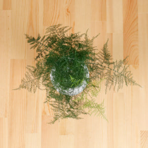 Asparagus Fern in RippleStone