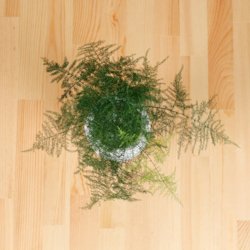 Asparagus Fern in RippleStone
