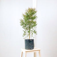 Melaleuca Linariifolia (M) in Nursery Grow Pot