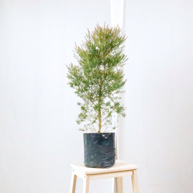 Melaleuca Linariifolia (M) in Nursery Grow Pot