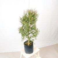 Melaleuca Linariifolia (M) in Nursery Grow Pot