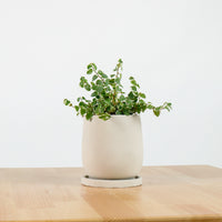 Ficus Pumila Variegata in Oval Concrete