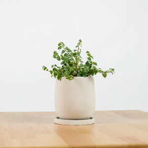 Ficus Pumila Variegata in Oval Concrete