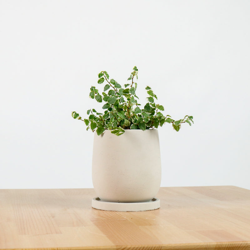 Ficus Pumila Variegata in Oval Concrete