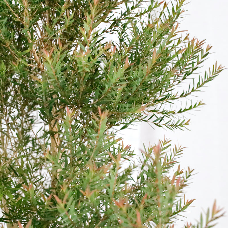 Melaleuca Linariifolia (M) in Nursery Grow Pot